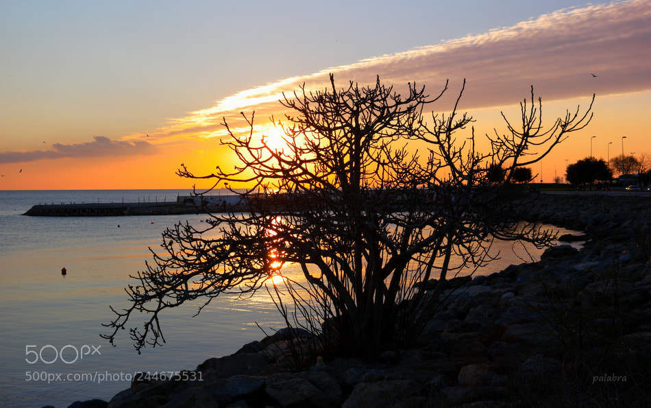 Samsung NX1 sample photo. ... photography