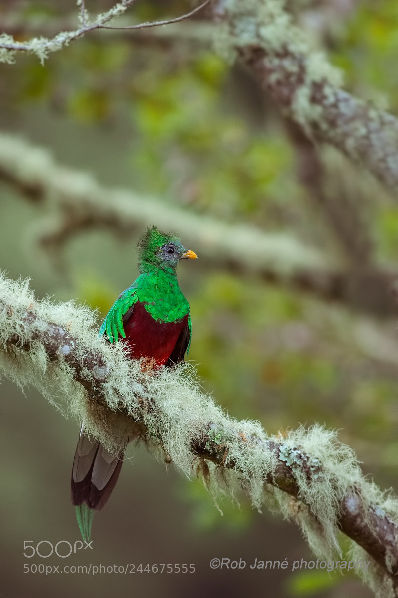 Nikon D4S sample photo. Resplendent quetzal photography