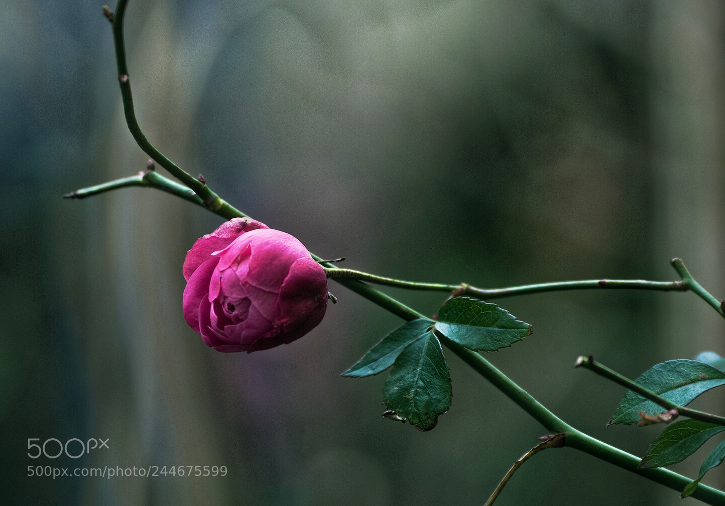 Nikon D810 sample photo. Untitled photography