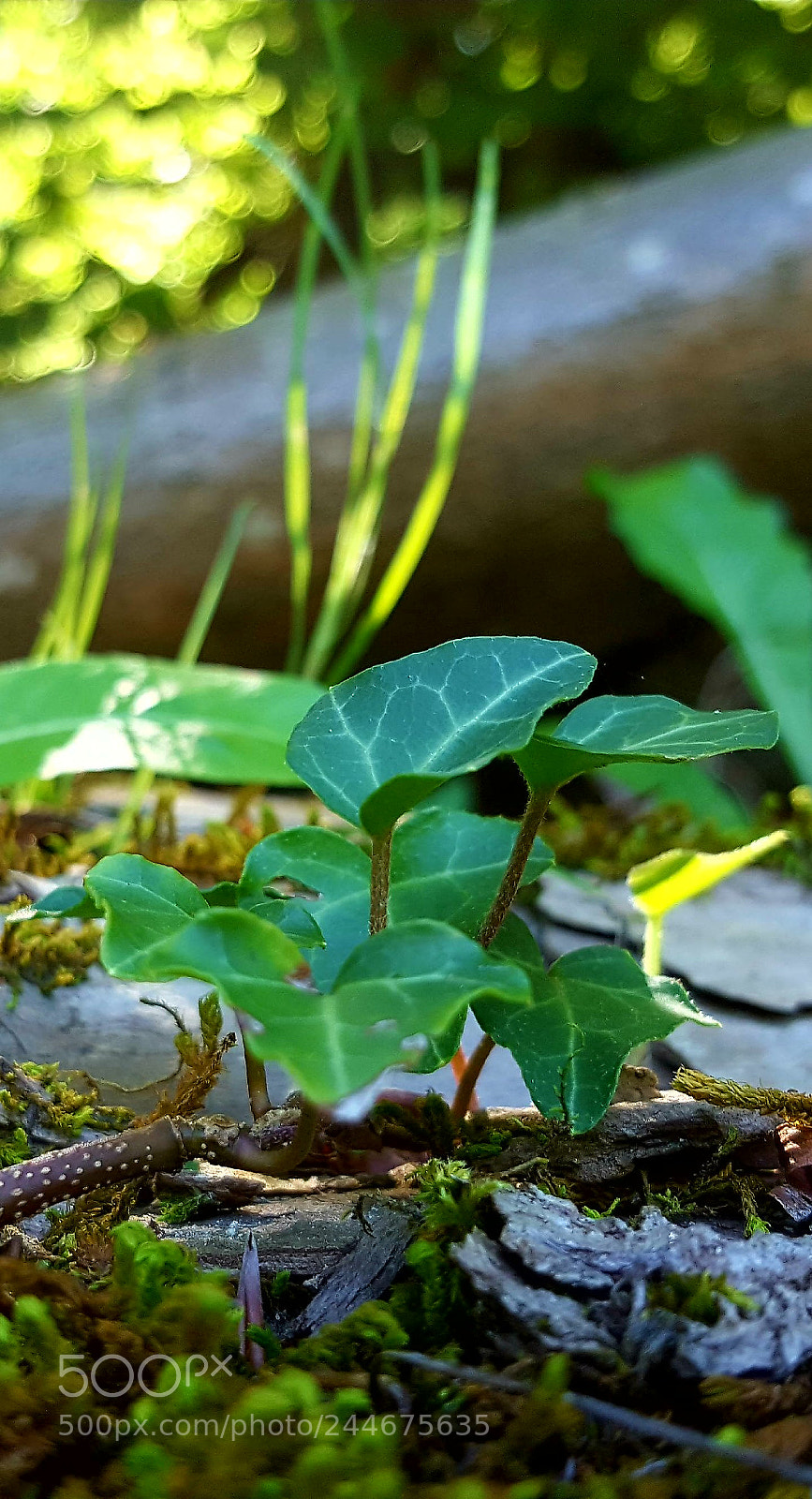 Samsung Galaxy S6 sample photo. In the wood photography