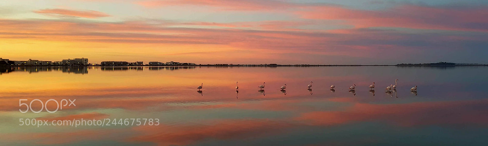 Samsung Galaxy S8 sample photo. Pink flamingos 2 photography