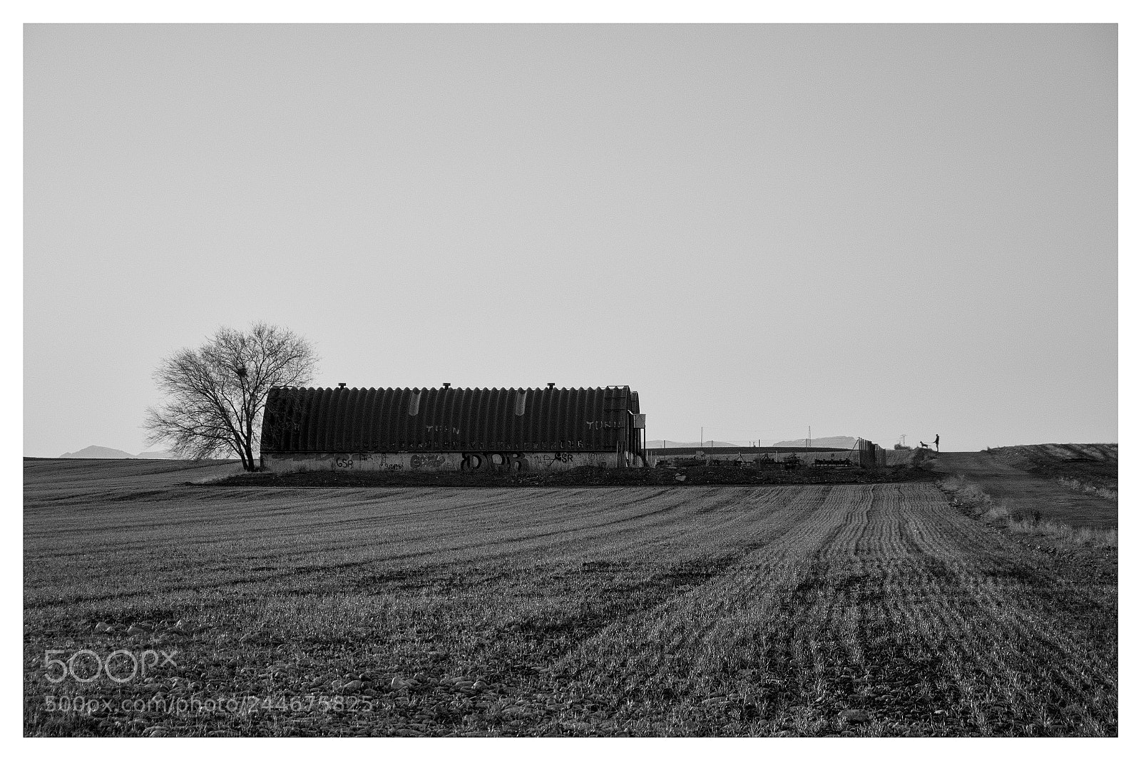 Panasonic Lumix DMC-GX8 sample photo. Paisaje con rbol perro photography