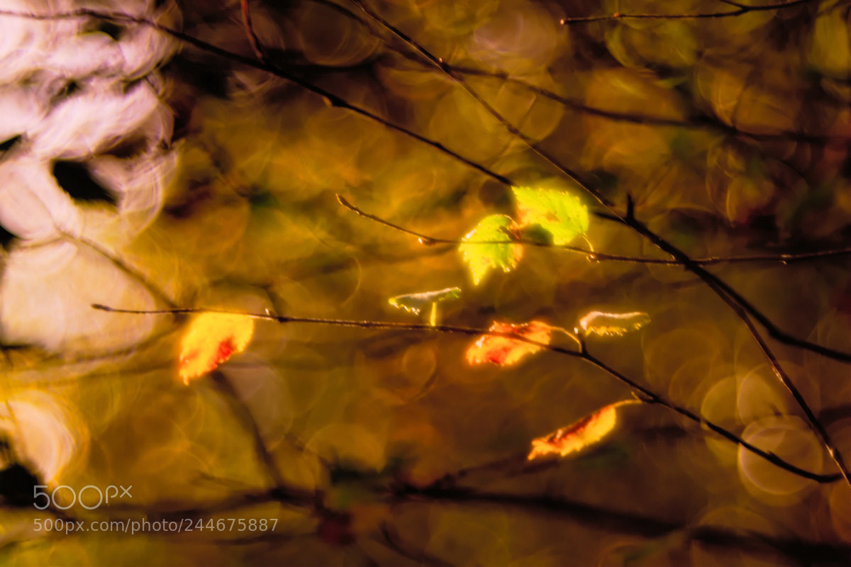 Sony SLT-A58 sample photo. Backlight birch leaves in photography