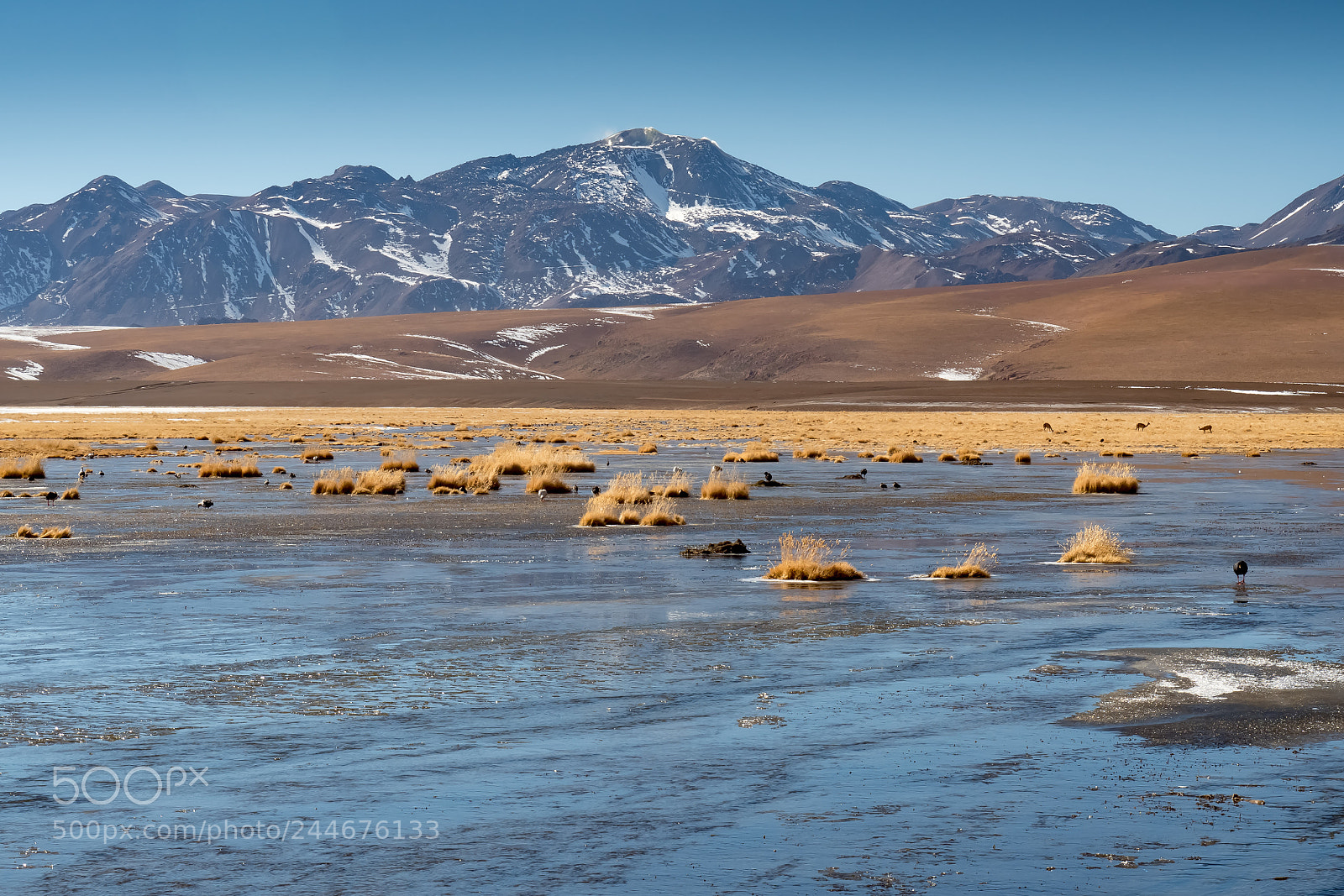 Olympus OM-D E-M5 II sample photo. Chilean wetlands photography