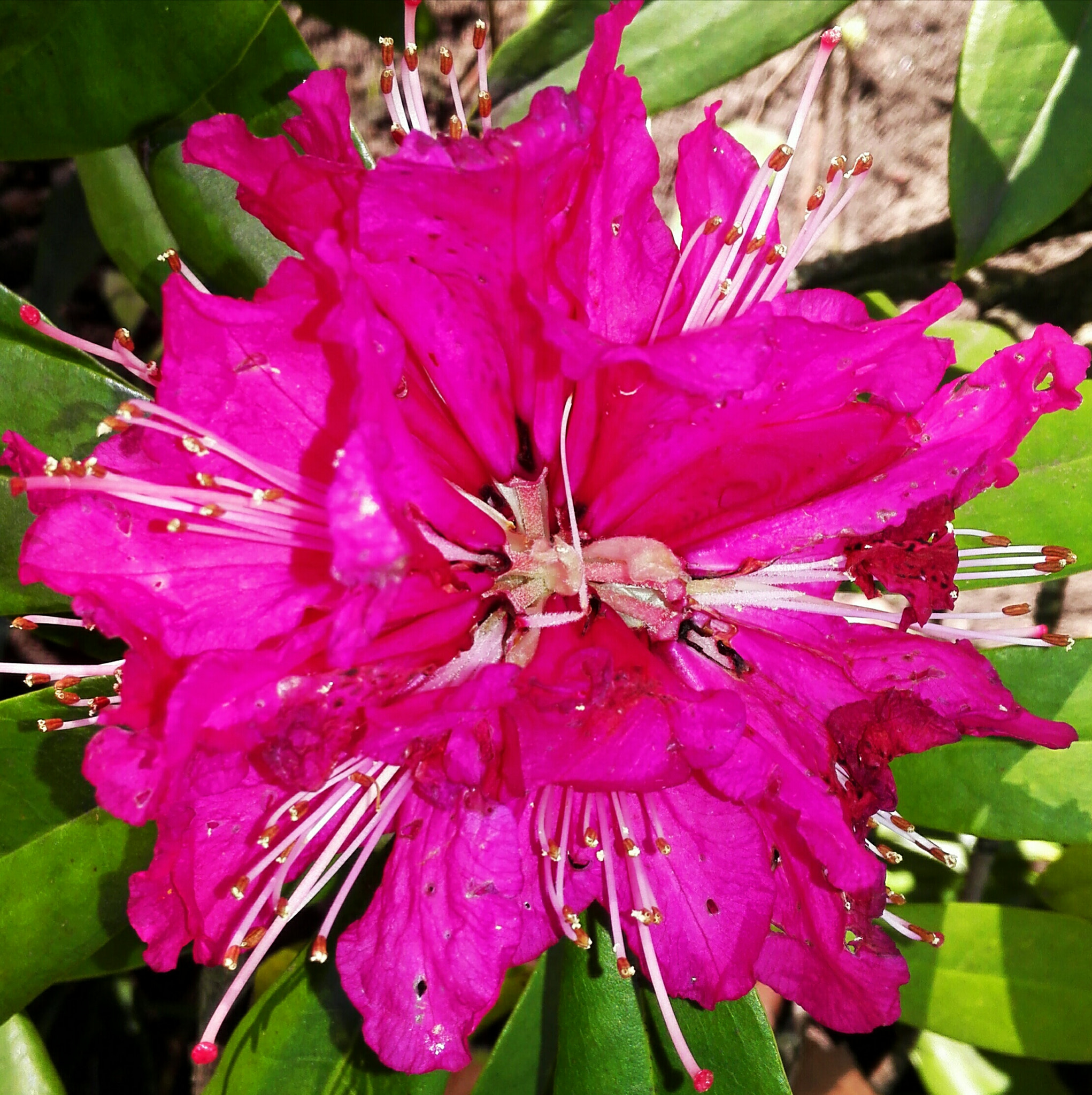 HUAWEI Mate 7 sample photo. Inside the flower photography