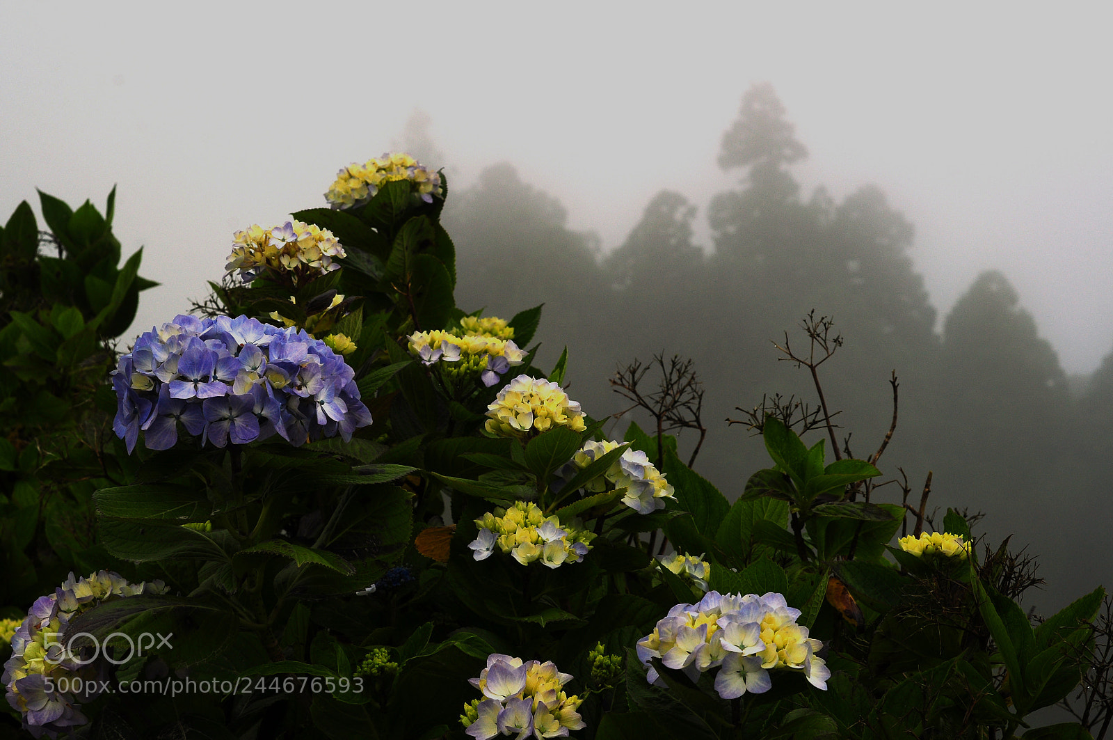 Nikon D5000 sample photo. Flowers in fog photography