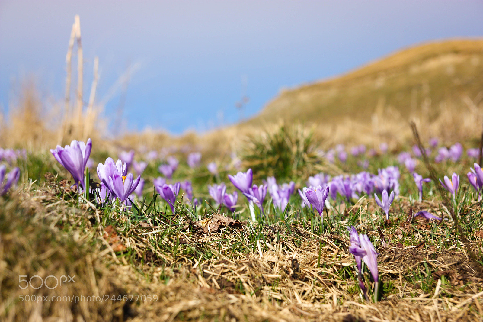 Canon EOS 450D (EOS Rebel XSi / EOS Kiss X2) sample photo. Wild crocuses photography