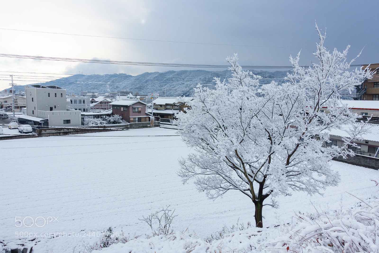 Sony Cyber-shot DSC-RX100 III sample photo. Fallen snow photography