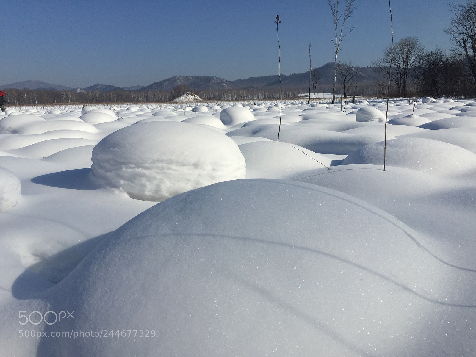 Apple iPhone 6 Plus sample photo. 湿地雪韵 photography