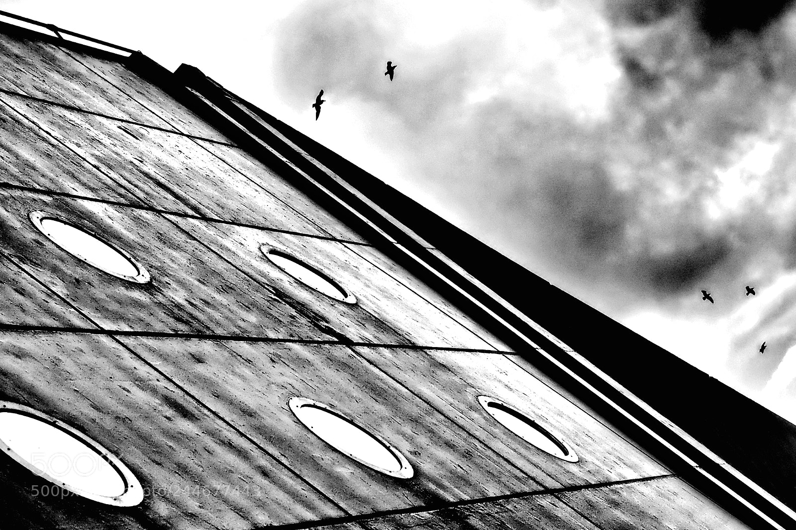Olympus PEN-F sample photo. "flying free" photography