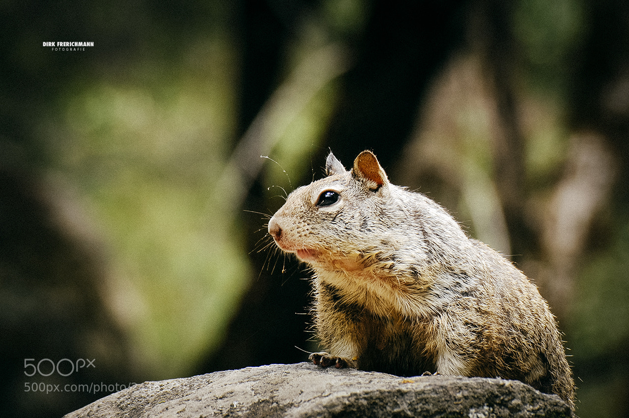 Nikon D300S sample photo. Yosemite | squirrel photography