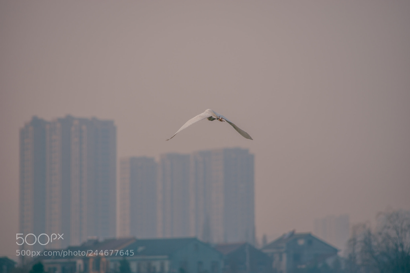 Pentax K-70 sample photo. Fly photography