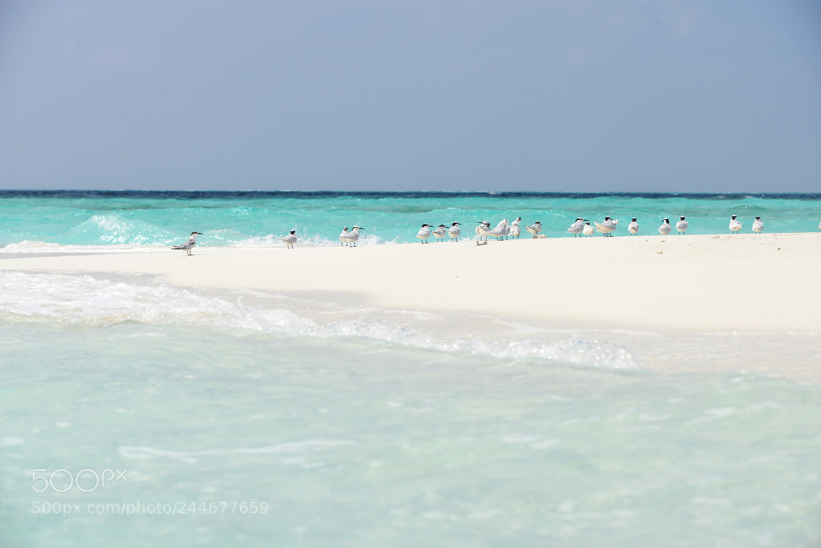 Nikon D800 sample photo. Maldives photography
