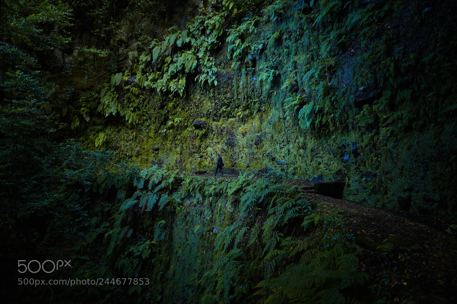 Canon EOS 5DS R sample photo. Madeira photography