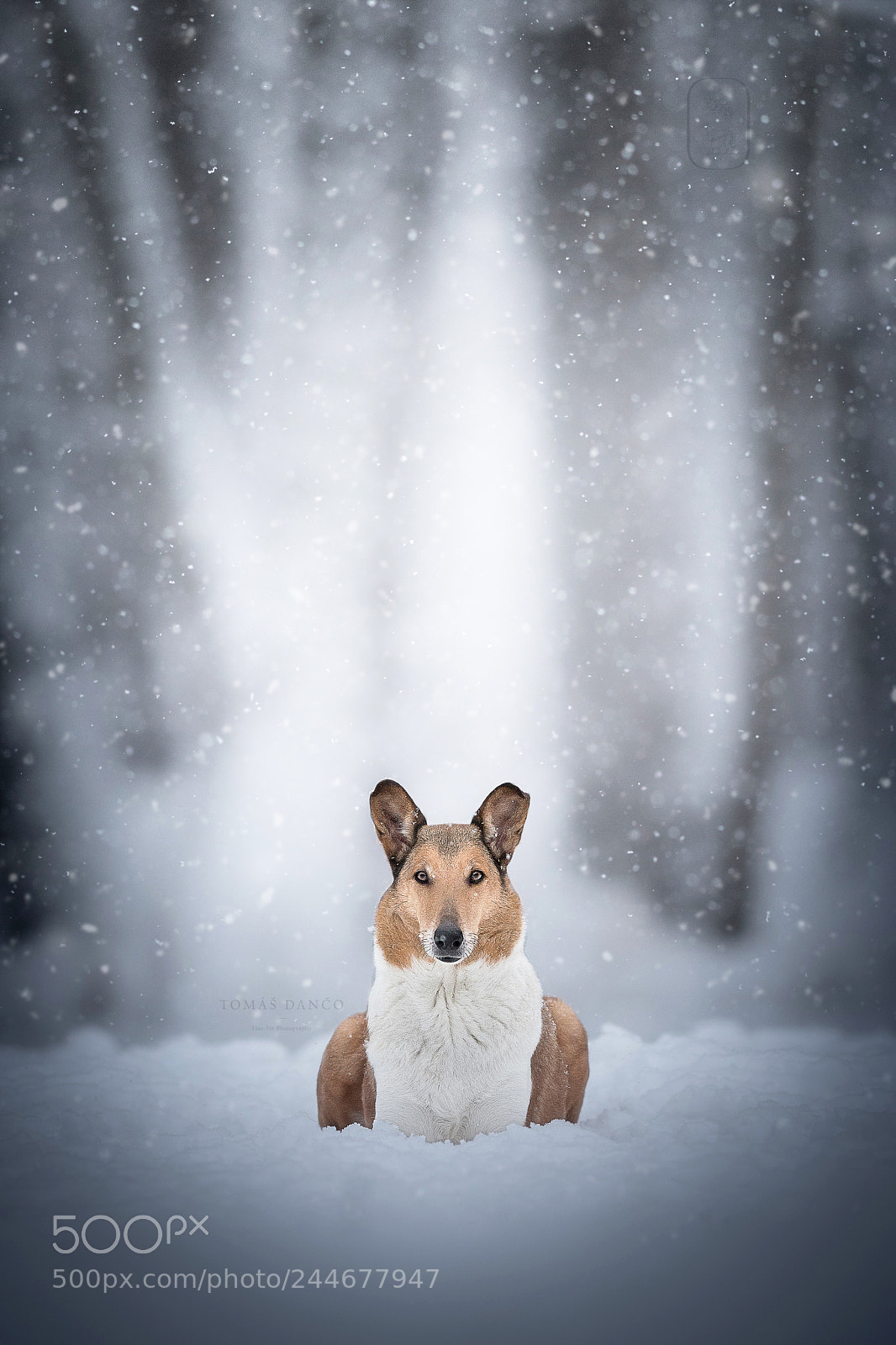 Nikon D500 sample photo. Winter queen photography
