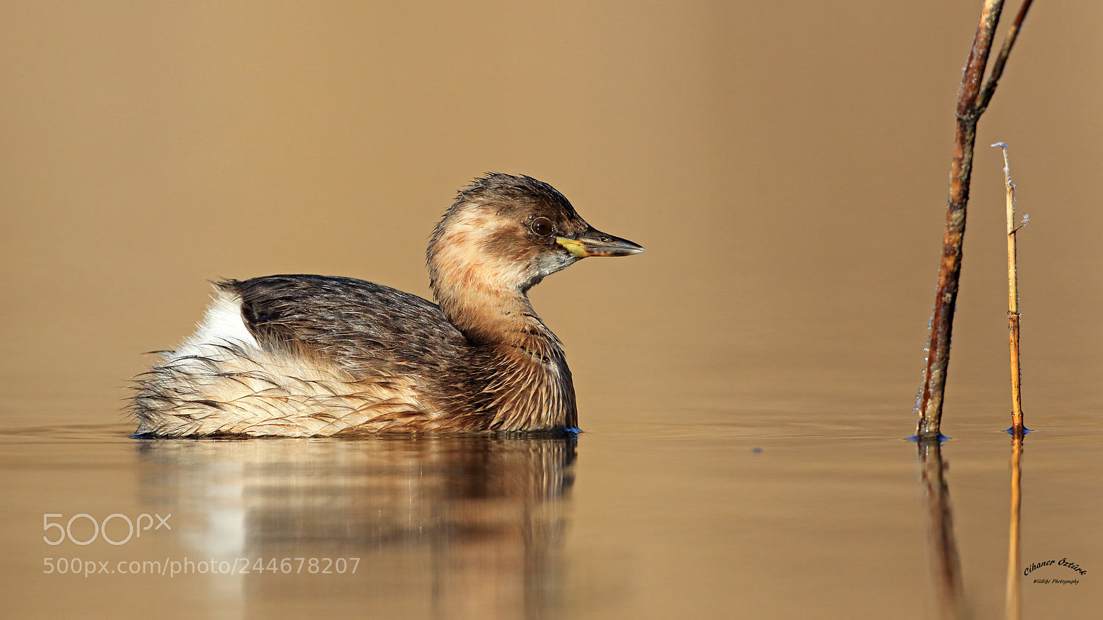 Canon EOS 7D Mark II sample photo. Little grebe. photography