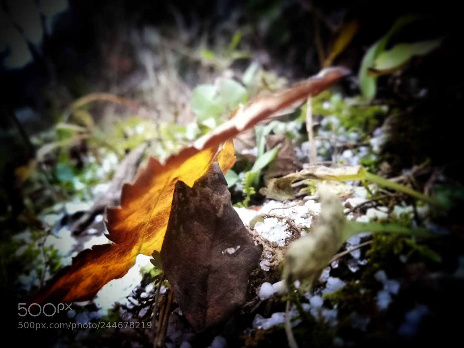 HUAWEI P9 sample photo. 支撑 photography
