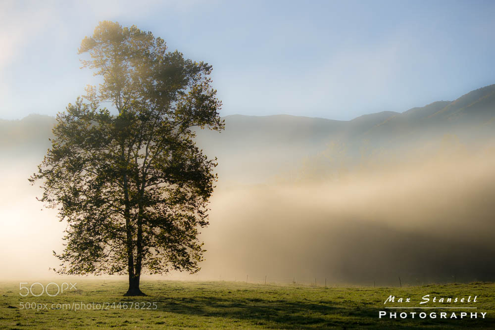 Sony a6300 sample photo. Cade’s cove tree photography