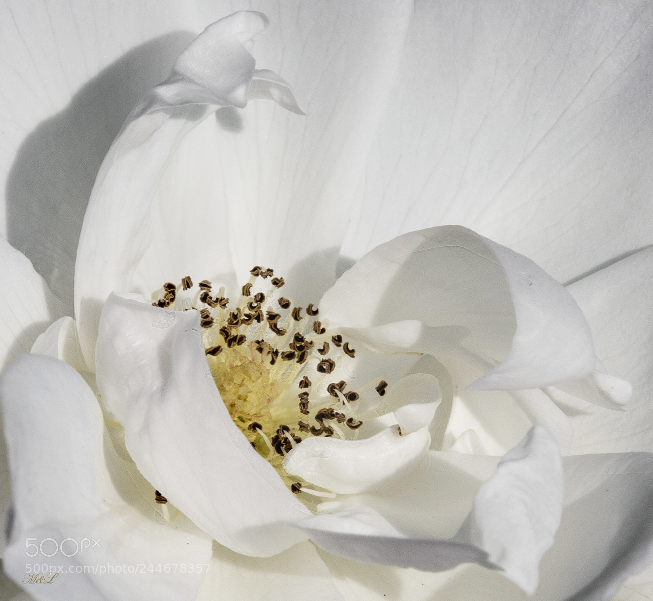 Nikon D810 sample photo. White rose photography