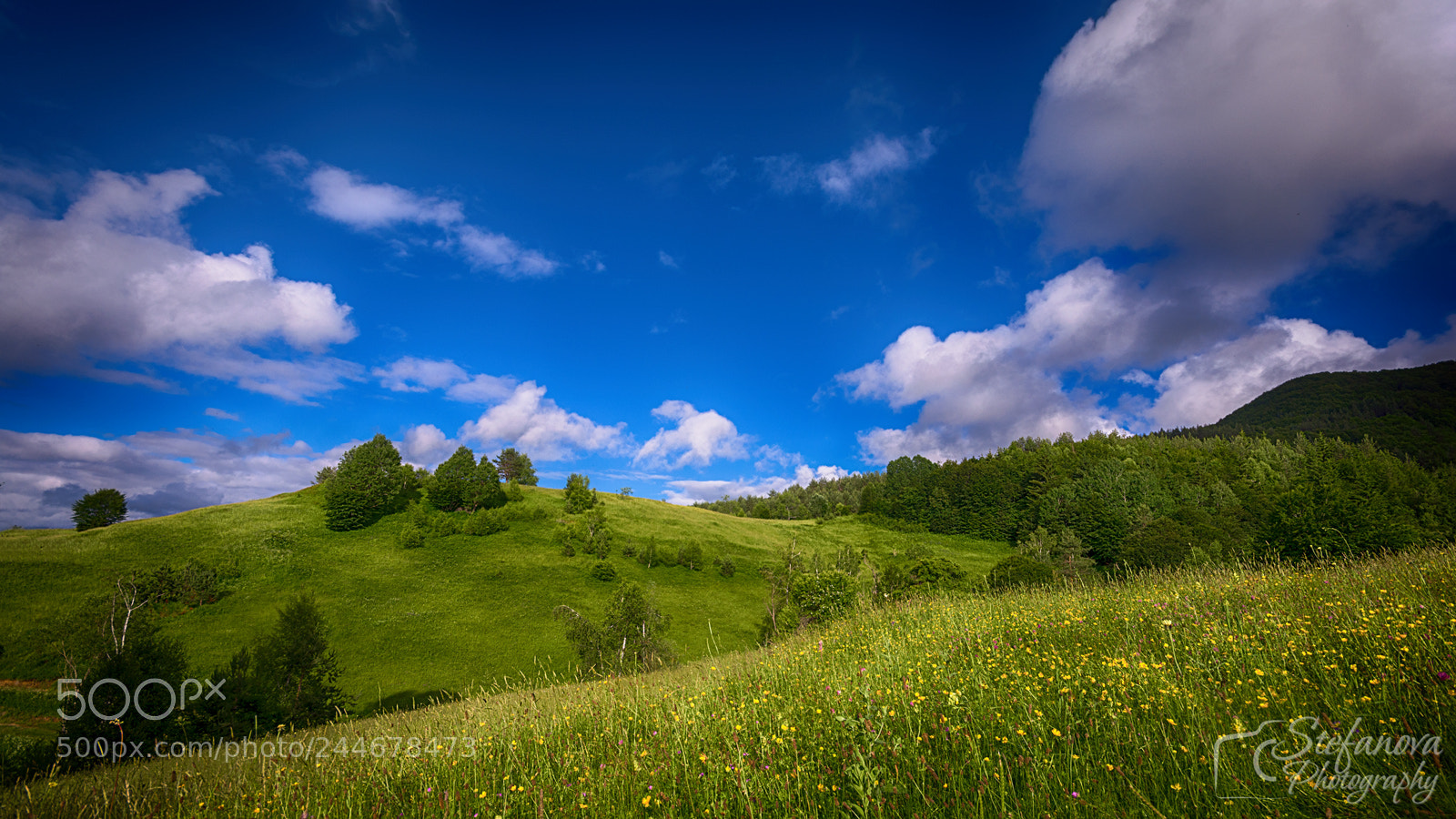 Nikon D7100 sample photo. Green and blue photography
