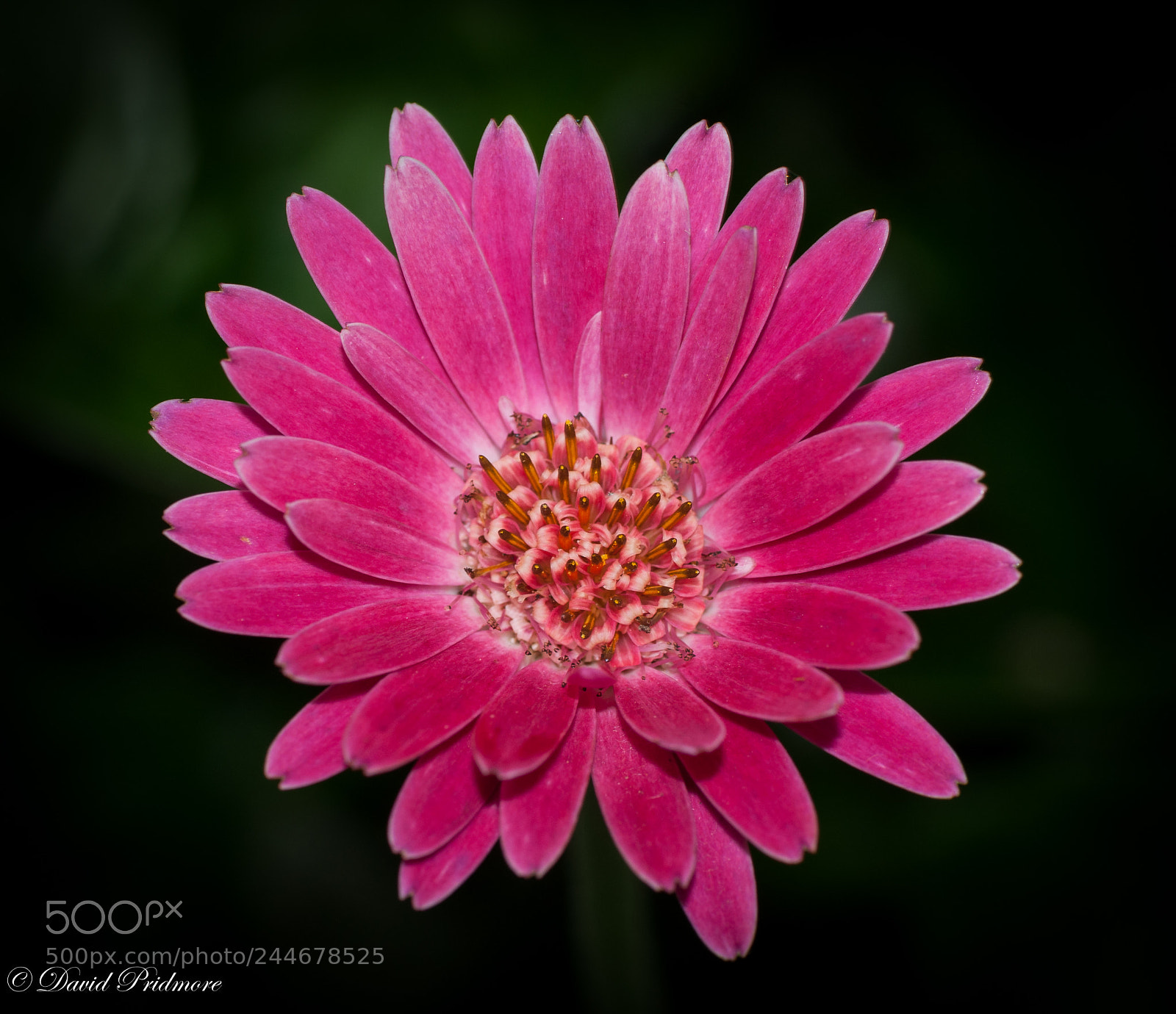Nikon D90 sample photo. Pink photography
