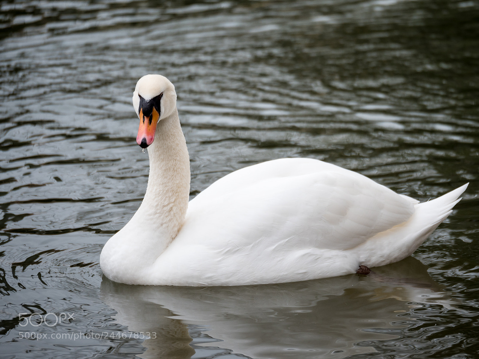 Panasonic Lumix DC-G9 sample photo. Swan on the river photography