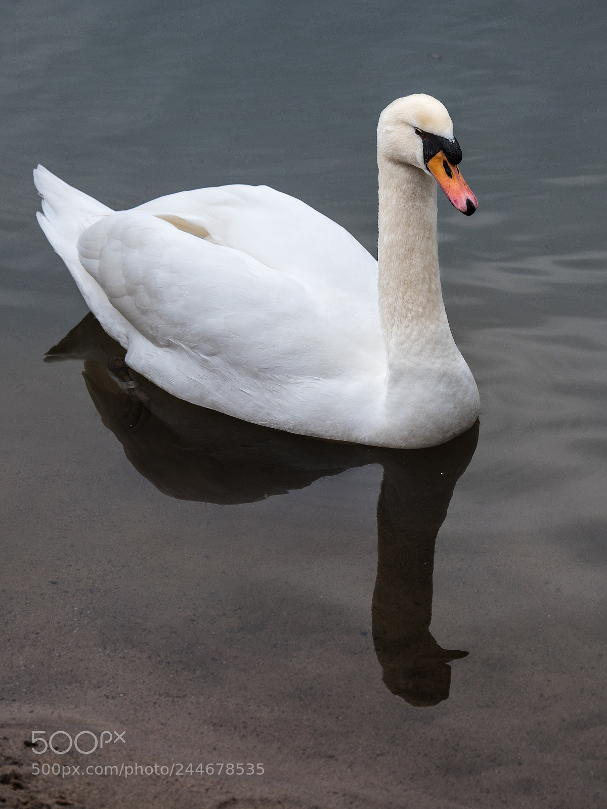 Panasonic Lumix DC-G9 sample photo. Swan on the river photography