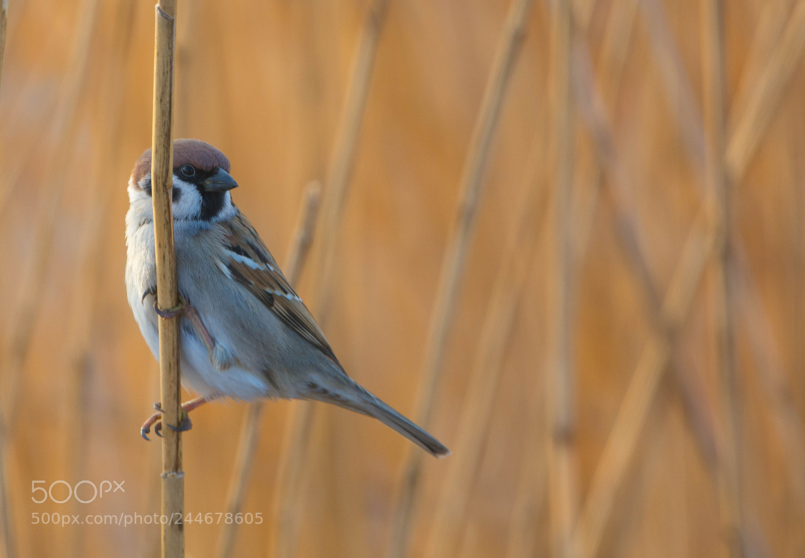 Nikon D7100 sample photo. Passer montanus photography