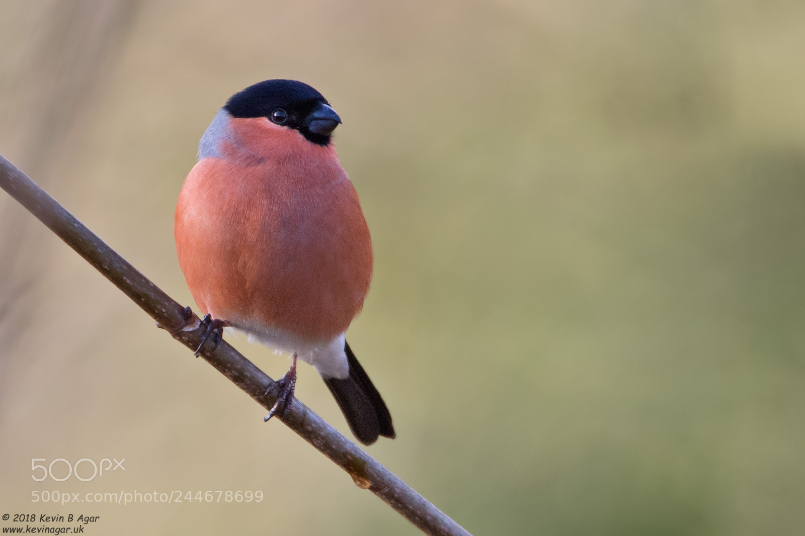 Canon EOS 7D Mark II sample photo. Bullfinch, pyrrhula pyrrhula photography
