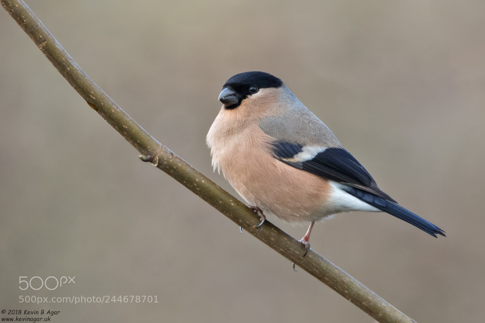 Canon EOS 7D Mark II sample photo. Bullfinch, pyrrhula pyrrhula photography