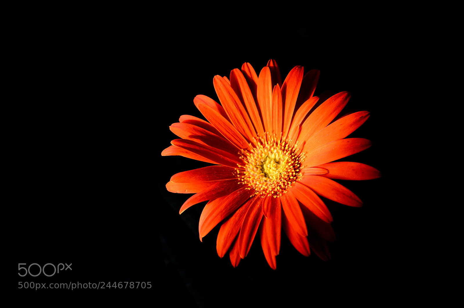 Nikon D3200 sample photo. * gerbera * photography