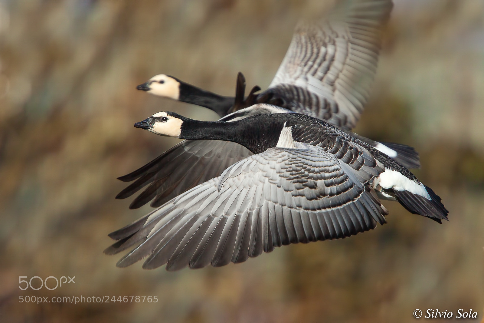 Canon EOS 50D sample photo. Barnacle goose branta leucopsis. photography