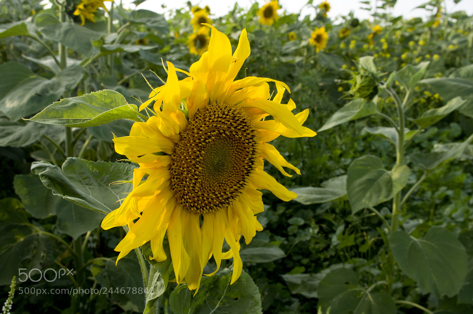 Pentax K-r sample photo. подсолнух - это маленькое солнце )))) photography