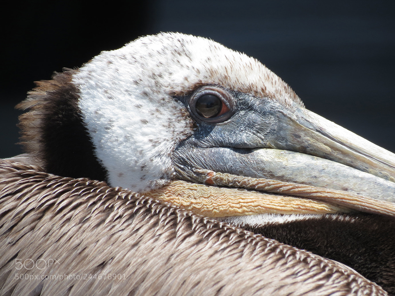 Canon PowerShot SX40 HS sample photo. Brown pelican in santa photography