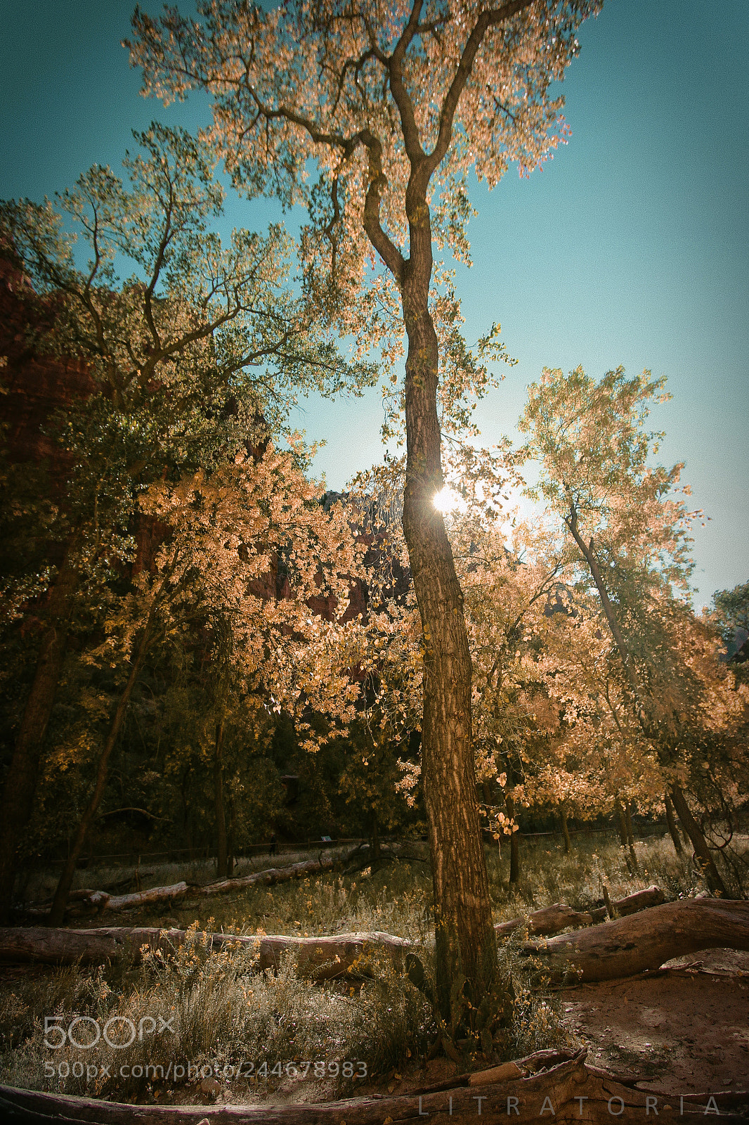 Canon EOS 60D sample photo. Peeping sun photography