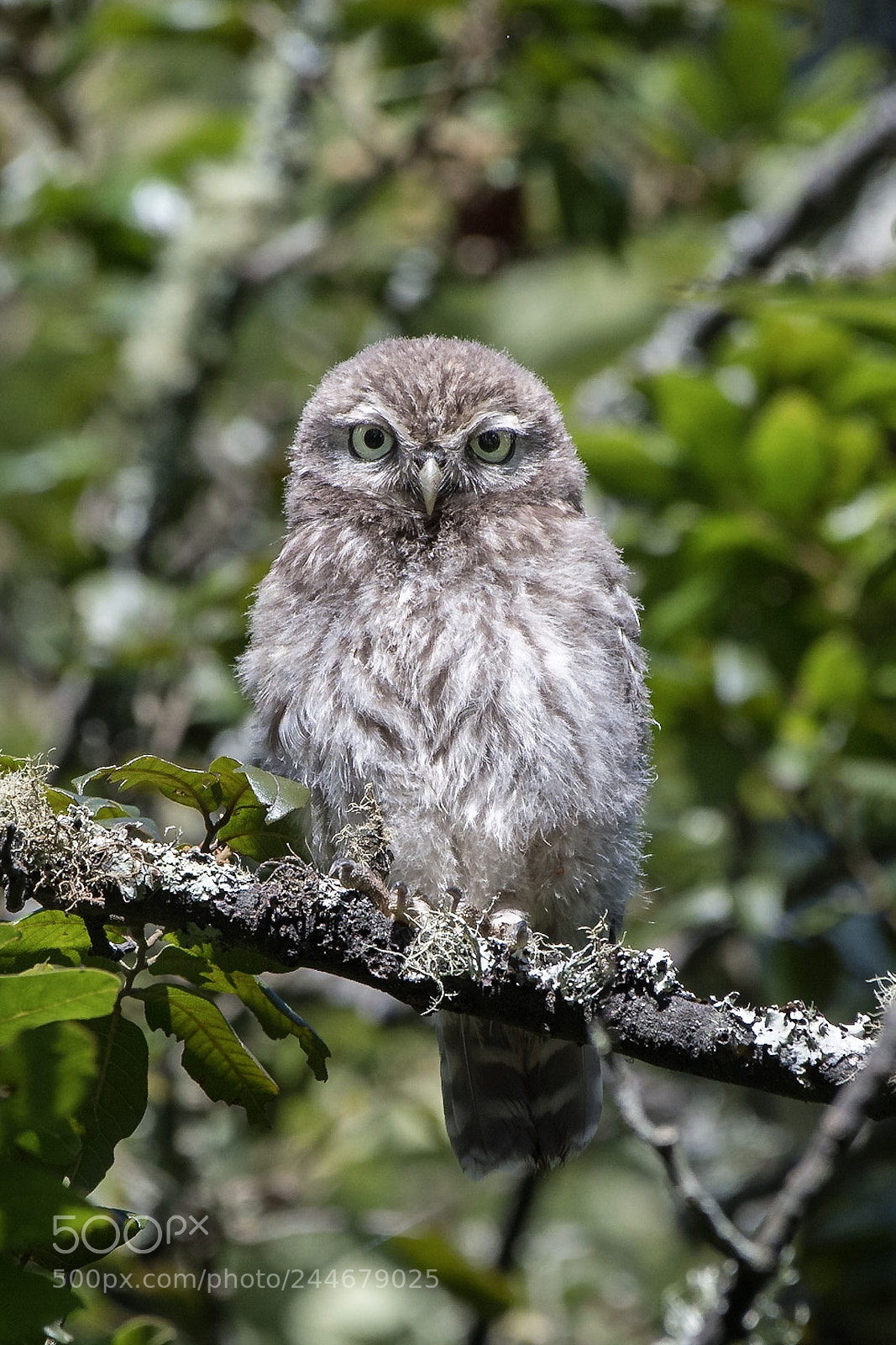 Nikon D500 sample photo. Little owl / athene noctua photography