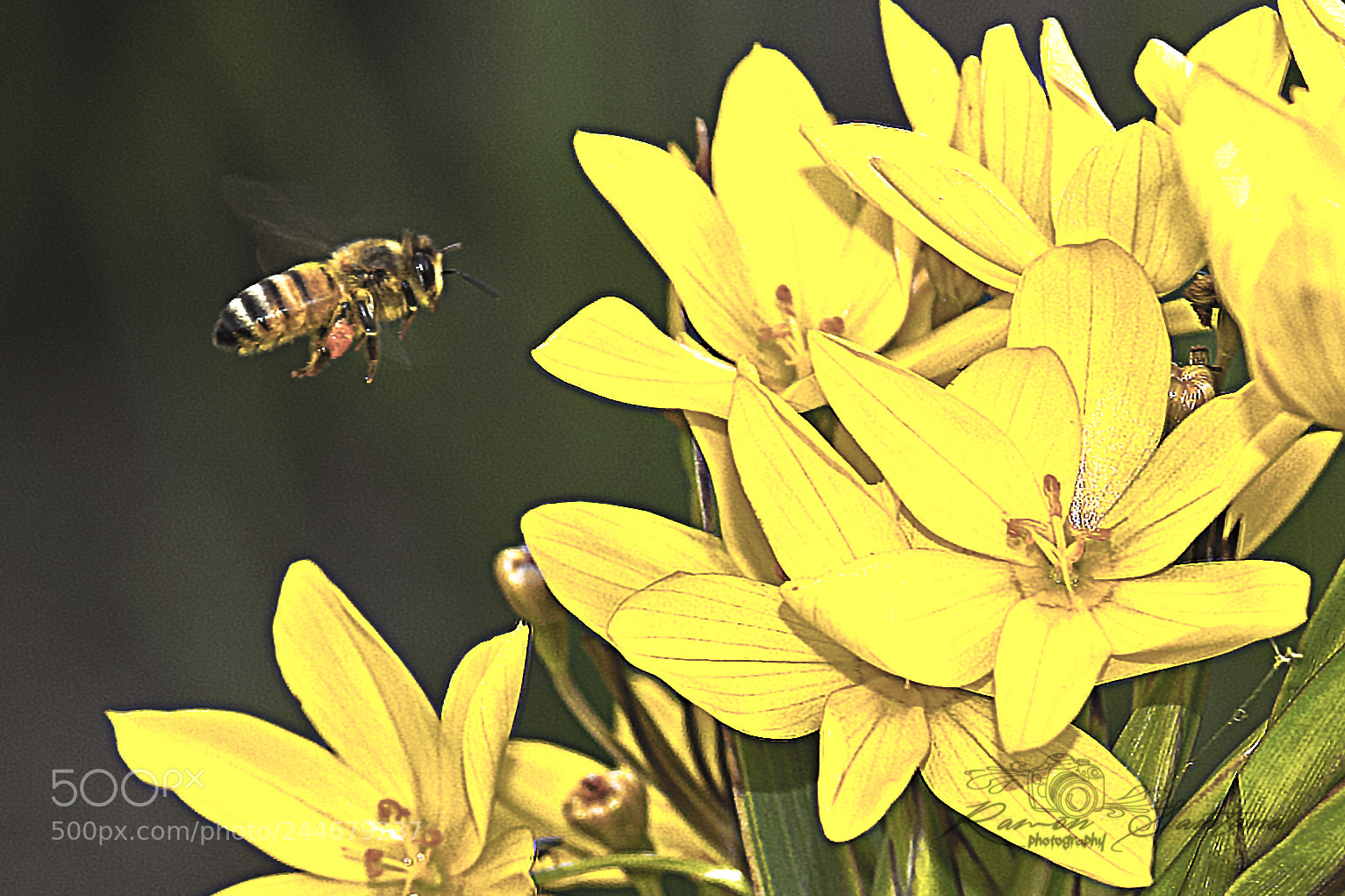 Nikon D7100 sample photo. Bee 1 photography