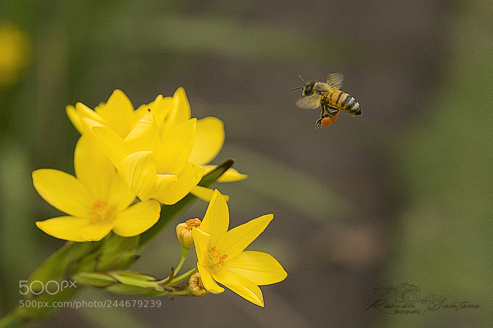 Nikon D7100 sample photo. Bee 2 photography