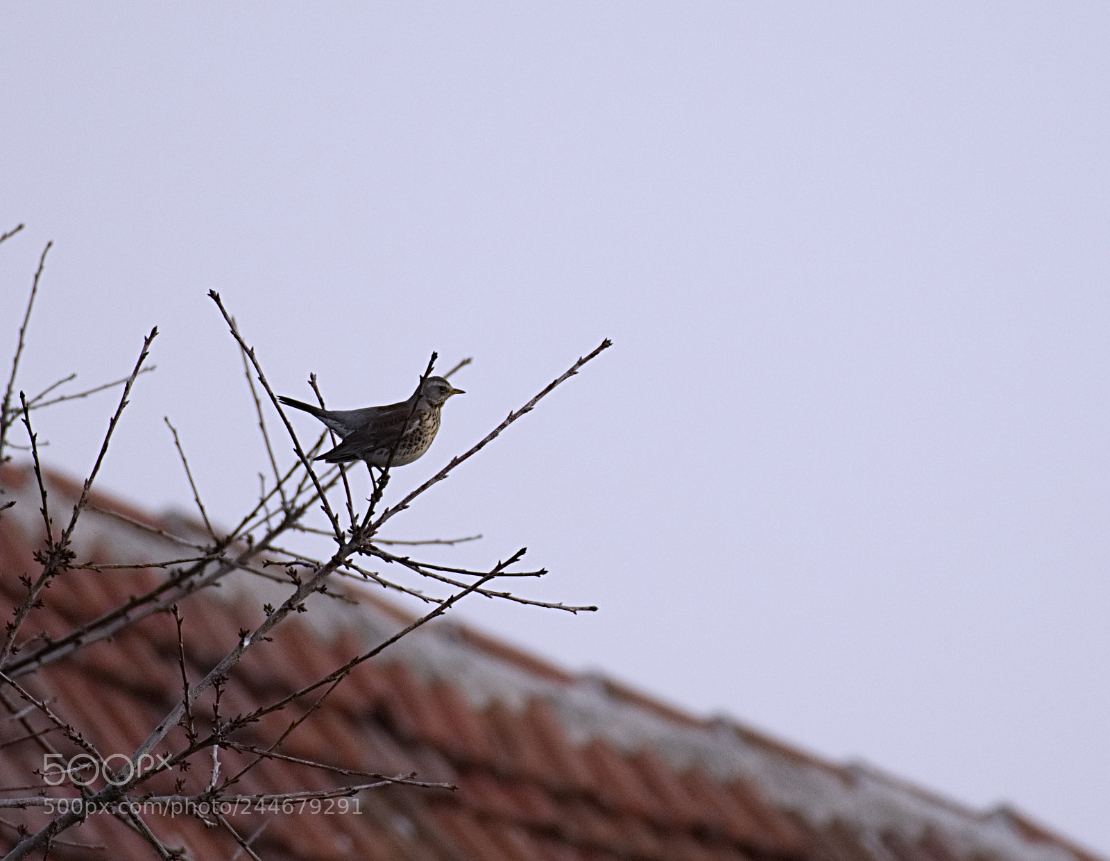 Nikon D500 sample photo. Thrushinbranch photography