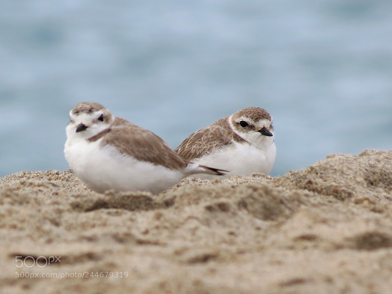 Canon PowerShot SX40 HS sample photo. Snowy plovers photography