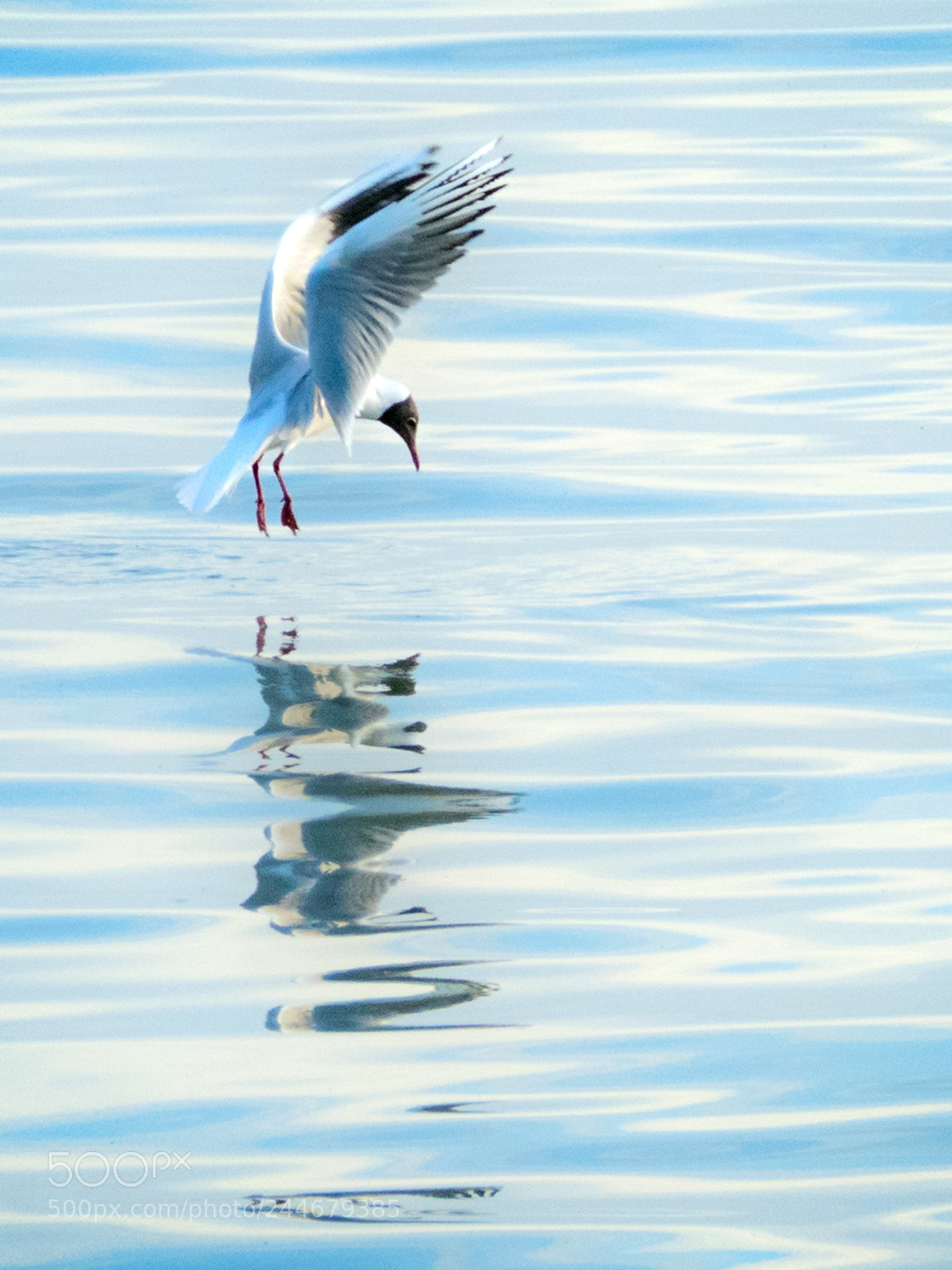 Panasonic Lumix DMC-FZ1000 sample photo. Seagull with reflection photography
