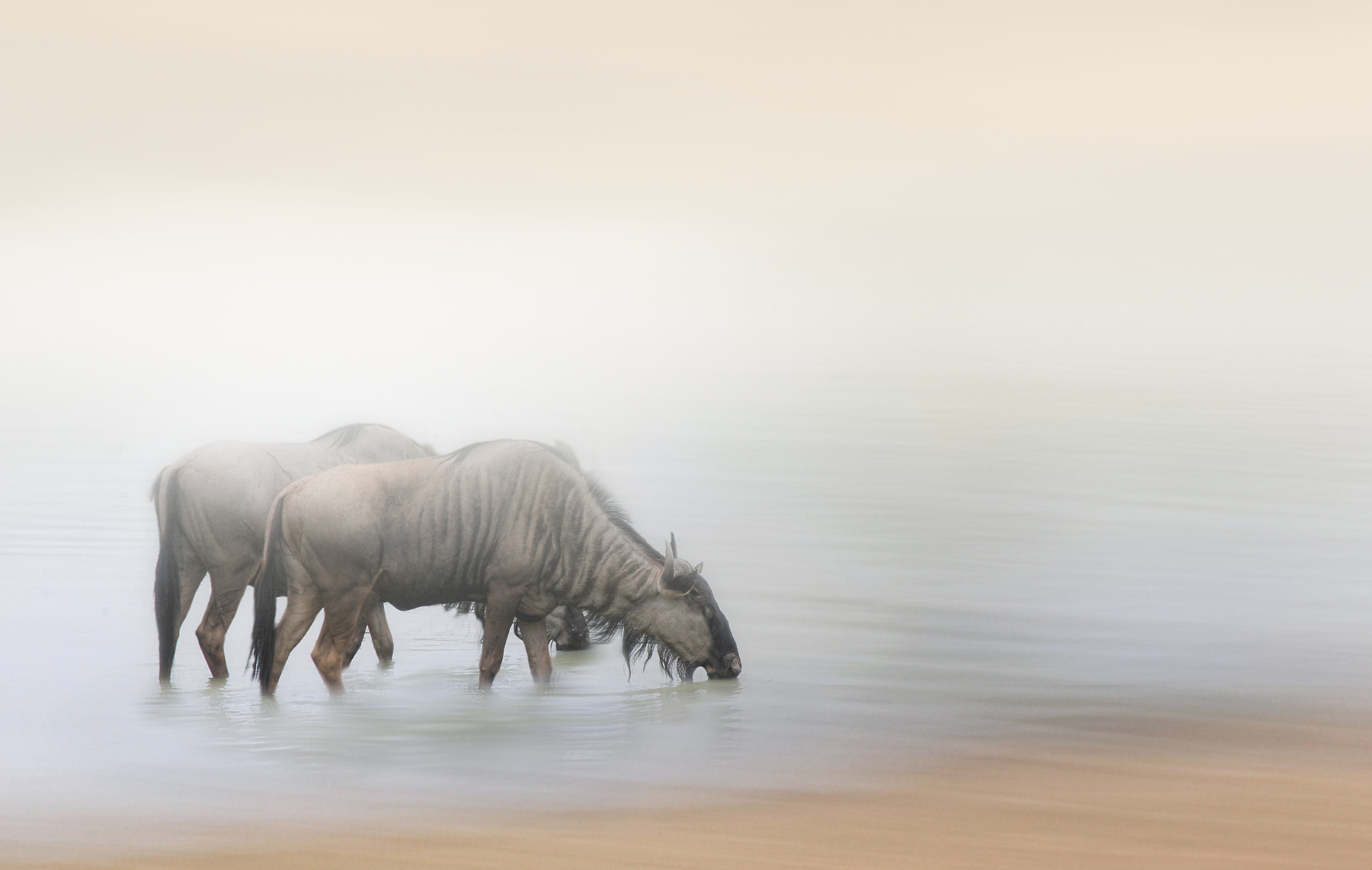 Canon EF-S 55-250mm F4-5.6 IS sample photo. Wildebeest having a drink photography