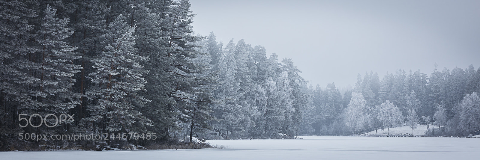 Canon EOS 5DS R sample photo. Pines in wintermist iii photography