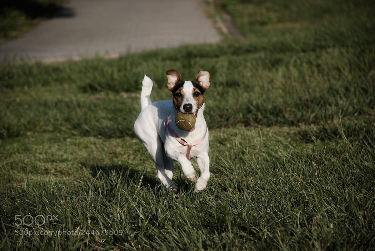 Nikon D80 sample photo. Nalu the jack russell 3 photography