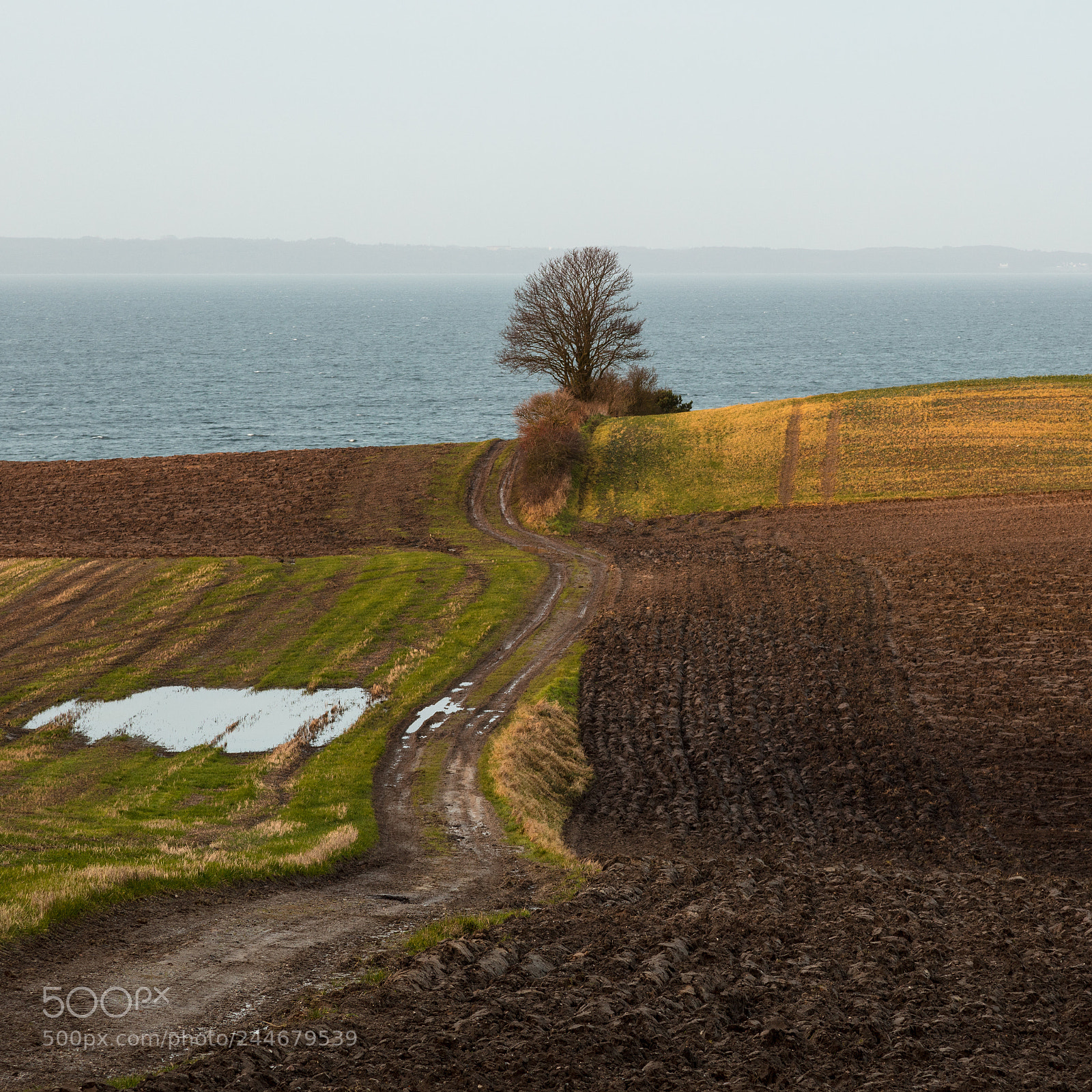 Canon EOS 5DS R sample photo. A lone tree at photography