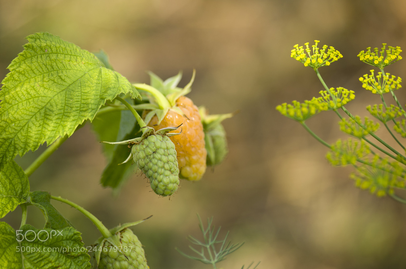 Pentax K-r sample photo. Вспоминая лето )))) photography