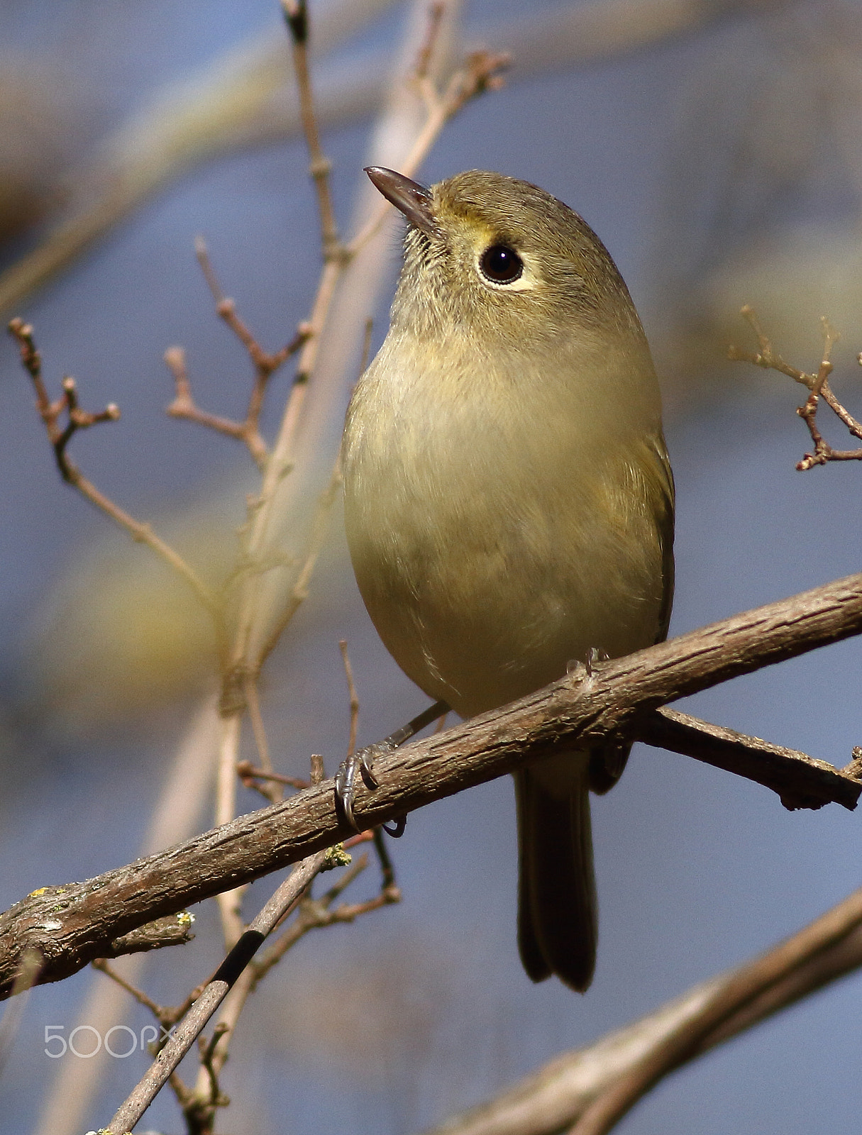 Canon EOS 7D + Canon EF 400mm F5.6L USM sample photo. Hutton's vireo photography