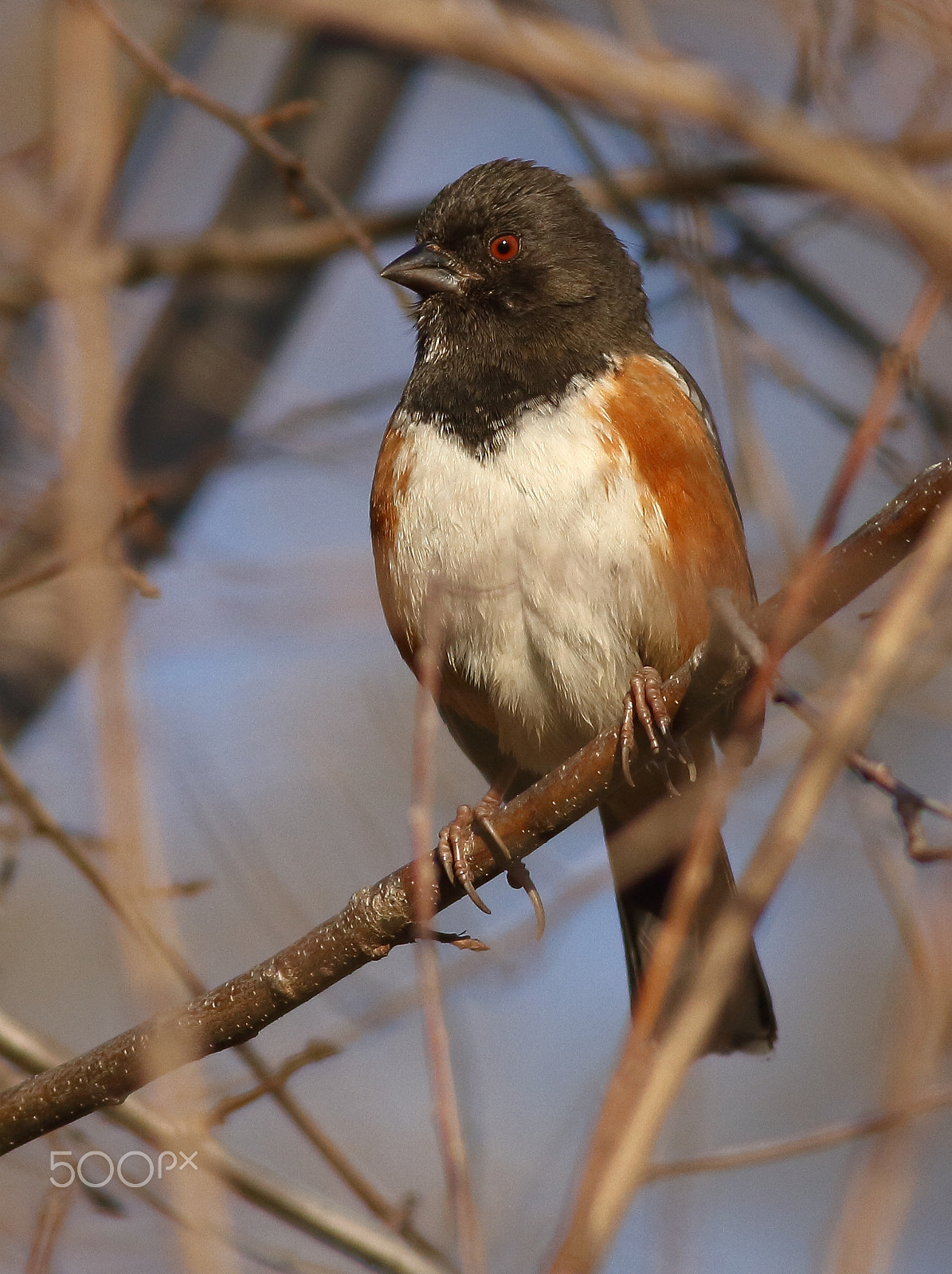 Canon EOS 7D + Canon EF 400mm F5.6L USM sample photo. Spotted towhee photography