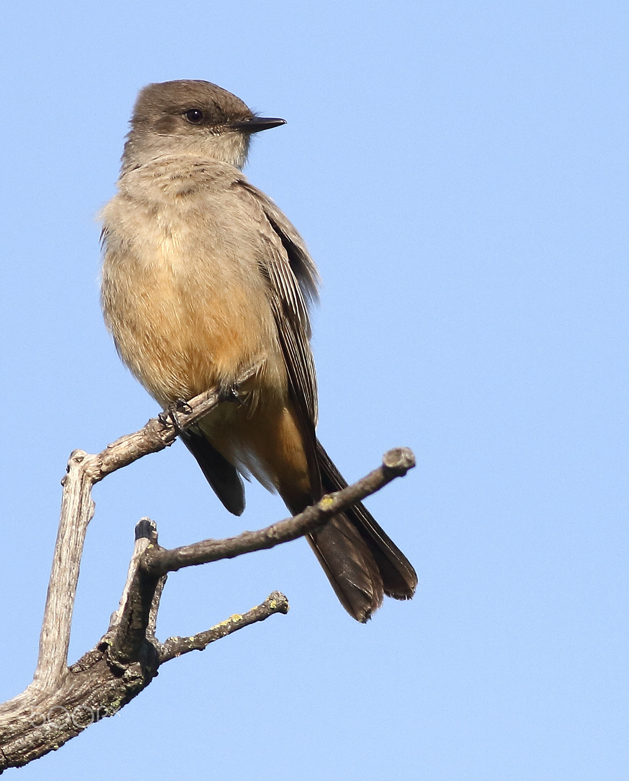 Canon EOS 7D + Canon EF 400mm F5.6L USM sample photo. Say's phoebe photography