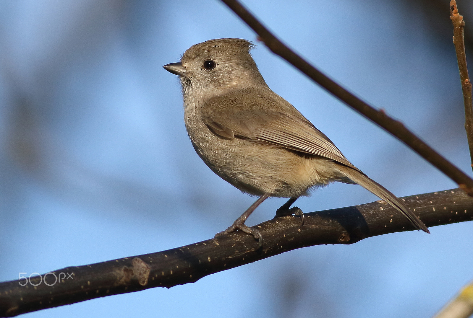 Canon EF 400mm F5.6L USM sample photo. Oak titmouse photography